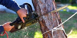 Best Tree Removal  in Garden Grove, FL